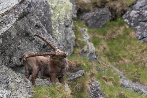 One adult ibex (Capra ibex) standing between rocks scratching himself with his horn, side view