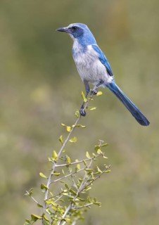 Florida Scrub Jay (Aphelocoma coerulescens) - Florida, USA