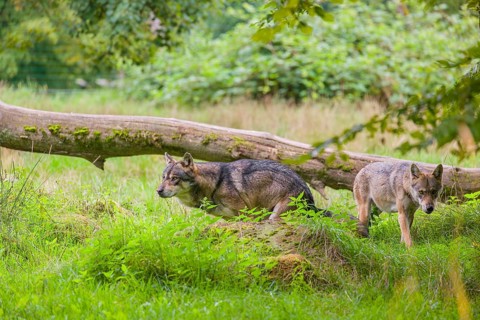 A eurasian gray wolf (Canis lupus lupus) shits on a green meadow in an open forest. A second wolf
