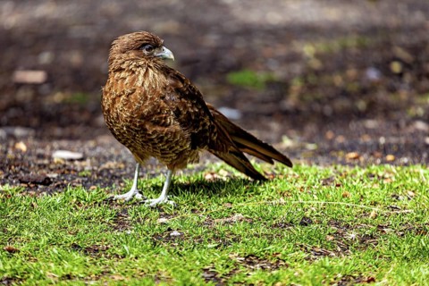 A brown bird of prey stands on green grass in a natural environment, The Chimango caracara