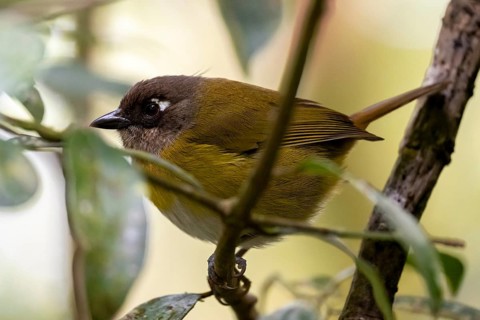 Finch Bush Tanager (Chlorospingus ophthalmicus), adult, sitting on a branch, Monteverde Cloud