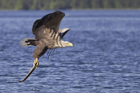 White-tailed Eagle (Haliaeetus albicilla) flying, Mecklenburg-Western Pomerania, Germany