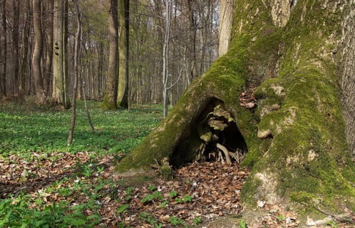Germany, spring, Hainich, landscape, national park, Hainich national park, natural forest,