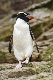 Snares Penguin (Eudyptes robustus), Snares Islands, New Zealand