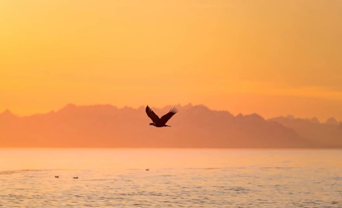 Bald eagle (Haliaeetus leucocephalus) flying in front of mountain silhouettes of the Aleutian