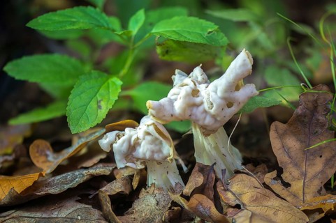 Costapeda crispa, helvella alba, helvella monacella, helvella nigricans, helvella nivea, helvella