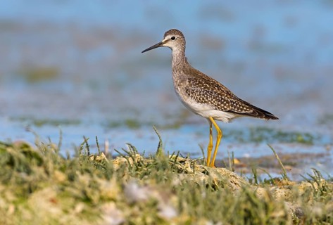 Lesser Yellowlegs (Tringa flavipes), British Columbia, Canada