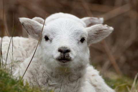 Domestic sheep (Ovis aries) juvenile baby lamb farm animal head portrait in spring, England, United