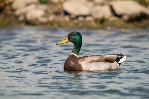 Anas platyrhynchos, mallard, mallard, anatidae, birds, ducks, ducks, ducks, male, birds,