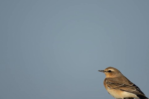 Northern wheatear (Oenanthe oenanthe) adult female bird on a fence, RSPB Frampton marsh nature