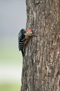 Rufous-bellied Woodpecker (Dendrocopos hyperythrus subrufinus) juvenile male foraging, Dornod