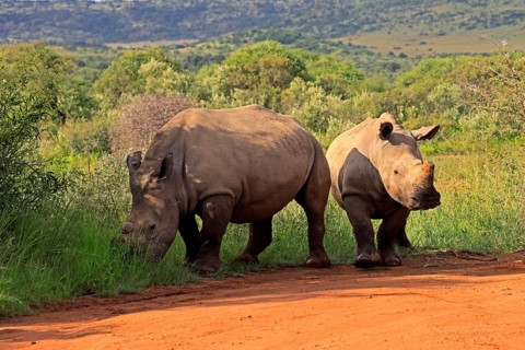 White rhino (Ceratotherium simum), white rhino, adult, two rhinos, foraging, dehorned, horn