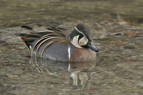 Baikal Teal (Sibirionetta formosa) male, Illinois, USA