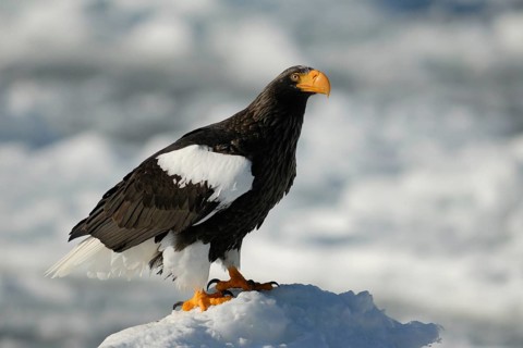 Steller's Sea Eagle (Haliaeetus pelagicus), Hokkaido, Japan