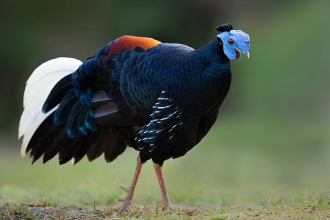 Crested Fireback (Lophura ignita rufa) male, Pahang, Malaysia