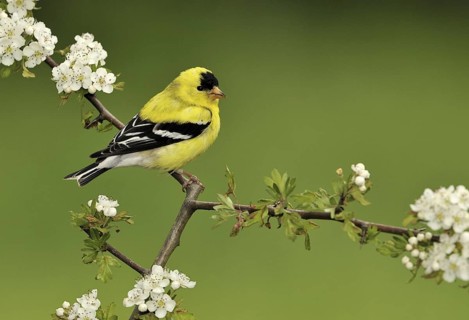 American Goldfinch (Spinus tristis) male, British Columbia, Canada