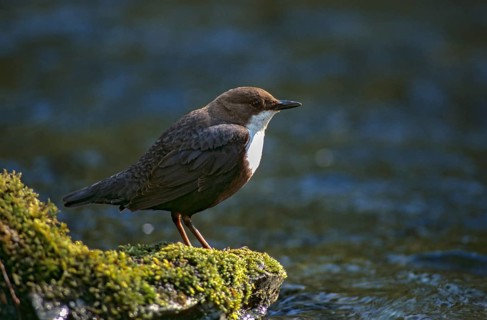 Cinclus cinclus, dippers, dippers, birds, leo, passeri, songbirds, birds