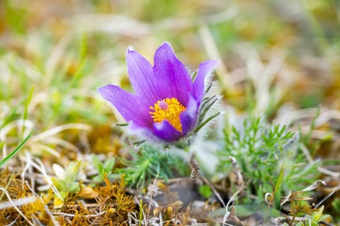 Pasque flower (Pulsatilla vulgaris), blooming, sunset, Bavaria, Germany