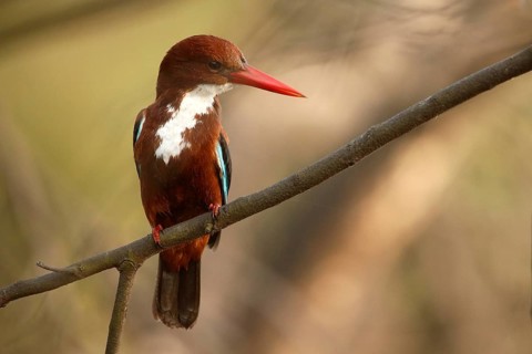 White-throated Kingfisher (Halcyon smyrnensis), Rajasthan, India