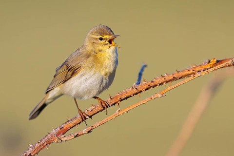 Willow Warbler, Willow Warbler, Phylloscopus trochilus, Pouillot fitis, Mosquitero Musical, Bad