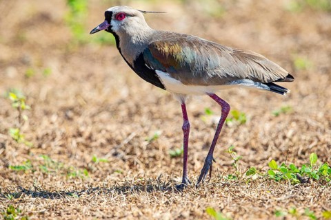 Bronze lapwing (Vanellus chilensis) Pantanal Brazil