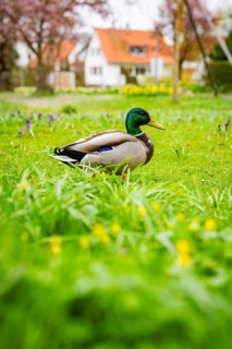 Duck sitting in fresh spring grass, residential buildings can be seen in the background, Isny,