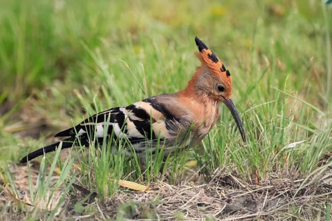 African hoopoe (Upupa africana), adult, alert, on ground, foraging, Mountain Zebra NP, Eastern