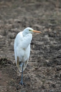 Egretta Alba, Great White Egret, Great Egret, Birds, Ciconiiformes, high size, portrait, walking