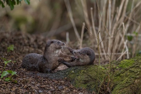 European otter (Lutra lutra) two juvenile young cubs playing on a river bank, Norfolk, England,