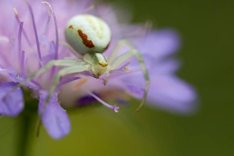 Arachnida, misumena vatia, arachnids, variable crab spider, arthropod, female, flower spider,