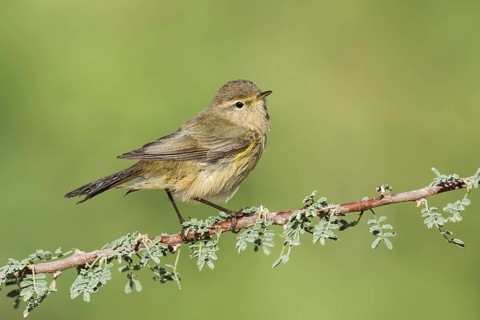 Common Chiffchaff (Phylloscopus collybita), Eilat, Israel