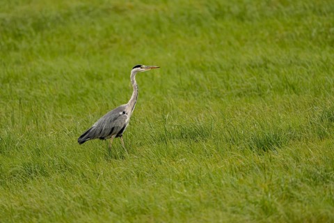 Grey heron (Ardea cinerea), Vulkaneifel, Rhineland-Palatinate, Germany