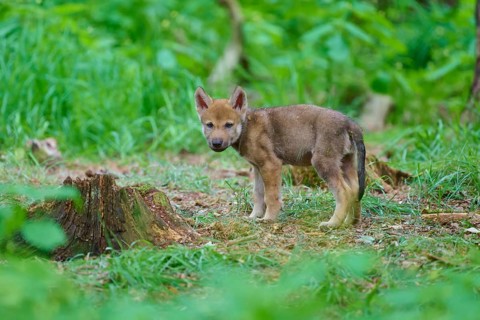 A wolf cub in a dense forest looks around curiously beside a tree stump, summer, wolf (Canis