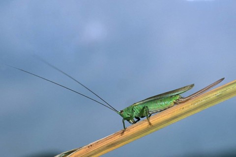 Conocephalus discolor, grasshoppers, long-winged swordscare, grasshoppers, insects, insects
