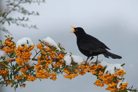 Common Blackbird (Turdus merula) male feeding on Firethorn (Pyracantha) berries, Saxony, Germany