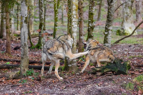 Two adult eurasian gray wolves (Canis lupus lupus) meet in a forest and show social behavior