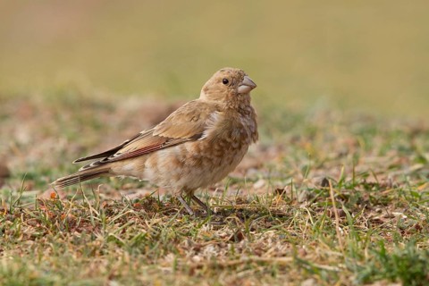 Eurasian Crimson-winged Finch (Rhodopechys sanguineus) female, Morocco