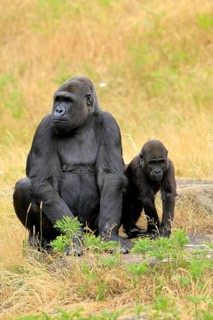 Western gorilla (Gorilla gorilla), adult, female, with young, sitting, on ground