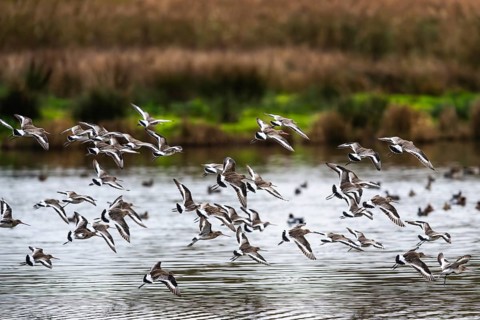 Black-tailed Godwits, Limosa limosa, birds in flight over marshes
