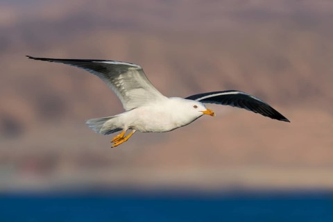Lesser Black-backed Gull (Larus fuscus) flying, Eilat, Israel