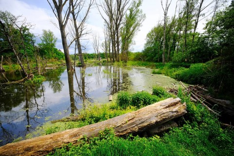 Germany, Hesse, Heusenstamm – floodplain of the Bieber stream (formerly Renigishausen)