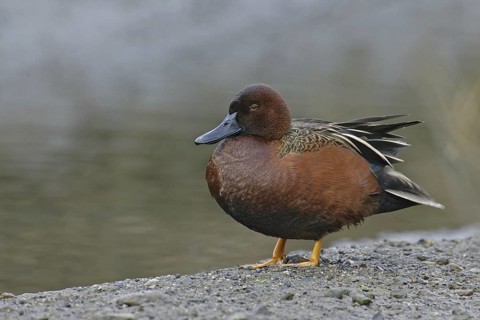 Cinnamon Teal (Spatula cyanoptera) male, California, USA