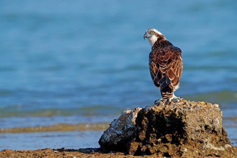An osprey looking for food, (Pandiaon haliaetus), family of birds of prey, biotope, habitat,