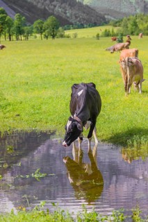 Holstein Friesian cattle stand on a green meadow at a puddle and drink. A reflection of the cows
