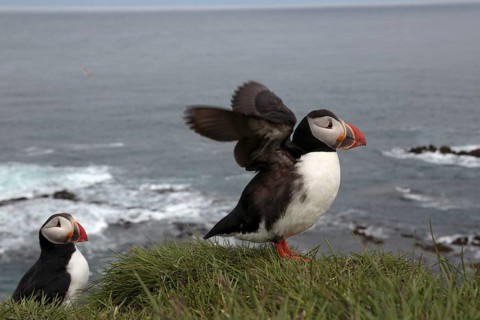 Atlantic Puffin, Common Puffin. Fratercula arctica, at the cliffs of Latrabjarg, Iceland