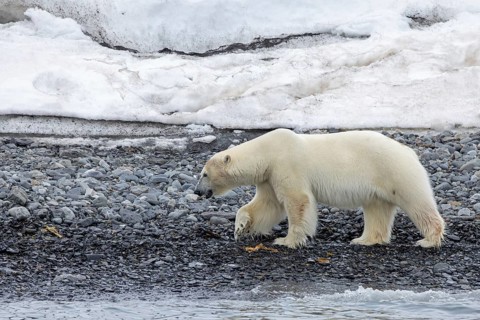 Lone polar bear (Ursus maritimus) walking on shingle beach along the Svalbard coast in summer,