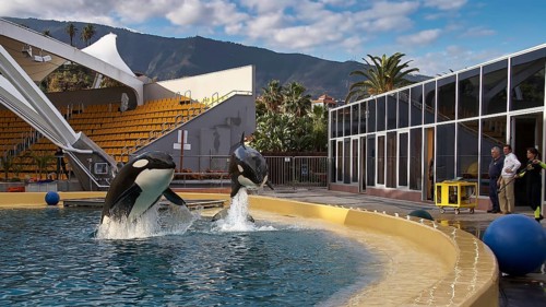 Two orcas jumping in the water basin in front of an open-air grandstand, Orcas (Orcinus orca), Orca