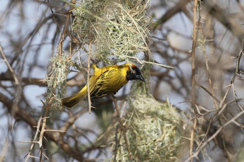 Lesser Masked Weaver, Ploceus intermedius