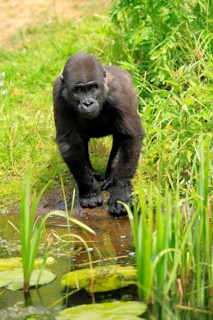 Western gorilla (Gorilla gorilla), young animal, at the water, discover