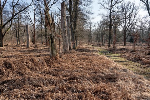 An oak forest as natural burial grave site, Friedwald, Reinhardswald Forest, Weser Uplands,